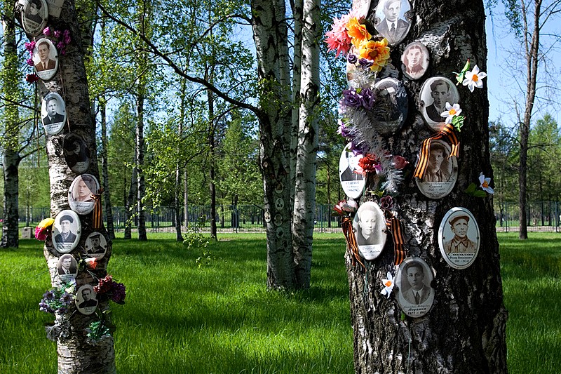 Birch trees planted in memory of victims of the Siege of Leningrad in St Petersburg, Russia