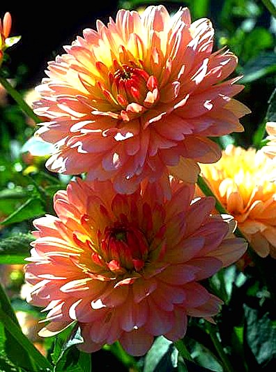 Dahlia or Georgina, named after the German-born naturalist Johann Gottlieb Georgi, St Petersburg, Russia