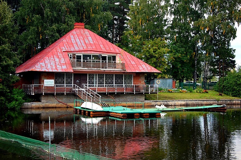 Swan farm on Krestovsky Island in St Petersburg Russia