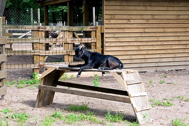 Black goat at the mini-zoo on Yelagin Island in St Petersburg, Russia