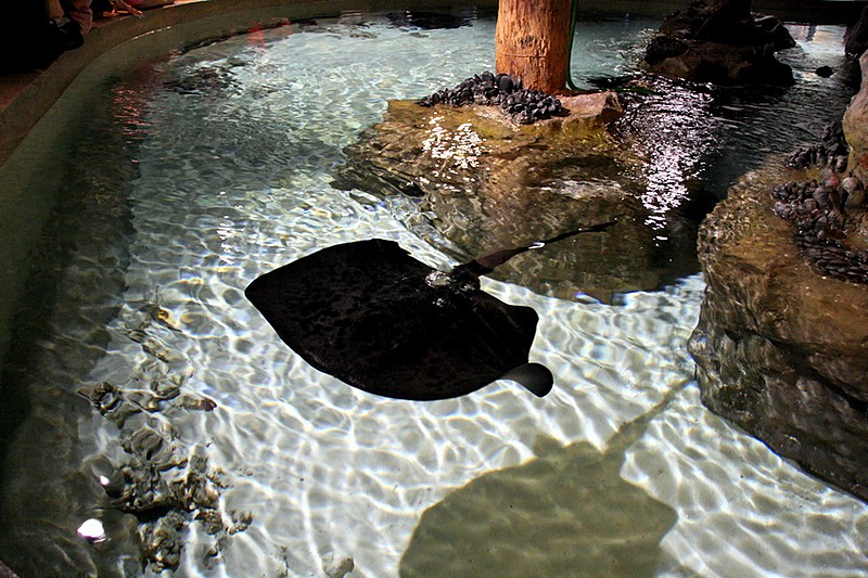 Electric ray at the Oceanarium in St Petersburg, Russia