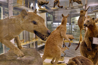 Zoological Museum, St. Petersburg, Russia