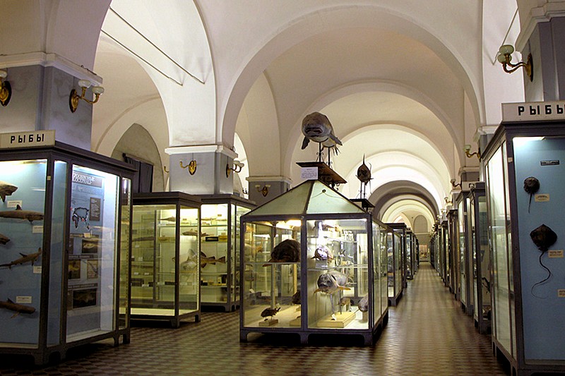 Exhibits at the Zoological Museum in St Petersburg, Russia