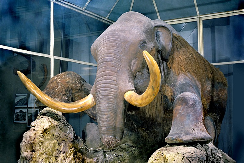 Mammoth fauna in the Zoological Museum in St Petersburg, Russia