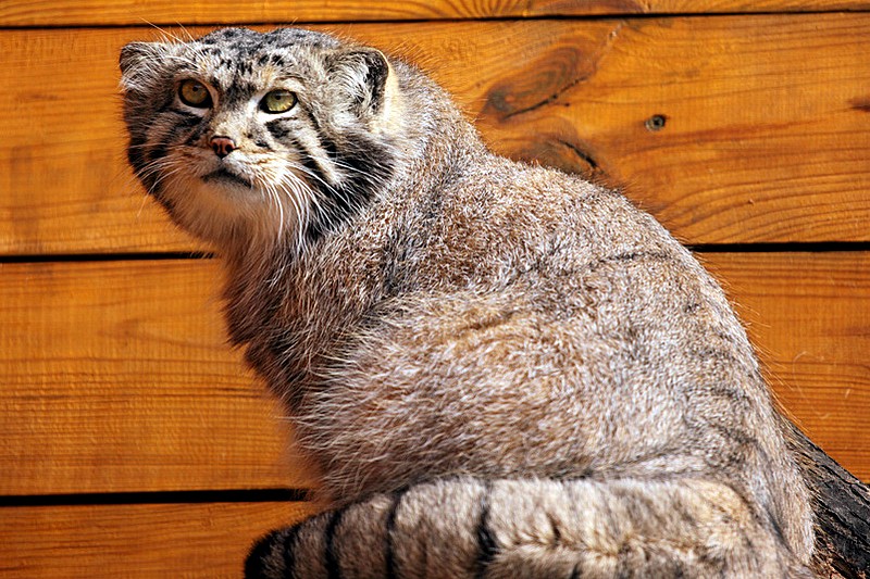 Pallas's Cat at Leningrad Zoo in St Petersburg, Russia