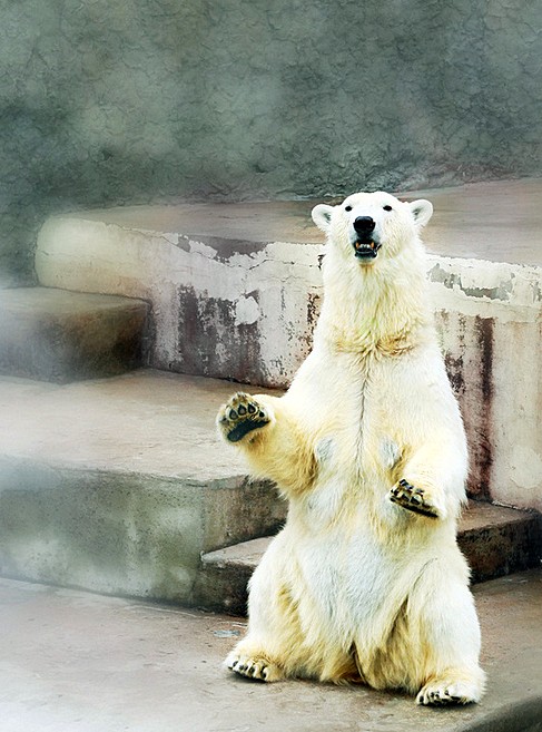 Polar bear at Leningrad Zoo in St Petersburg, Russia Polar bear at Leningrad Zoo in St Petersburg, Russia