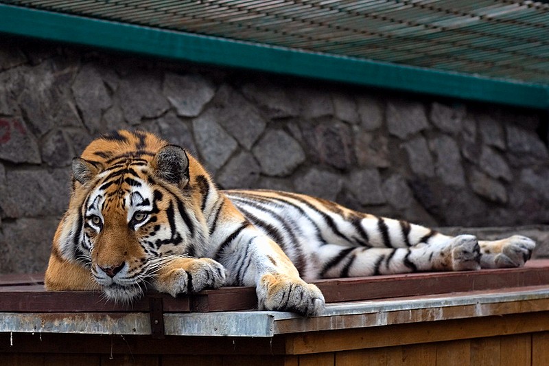 Tiger at Leningrad Zoo in Saint-Petersburg, Russia