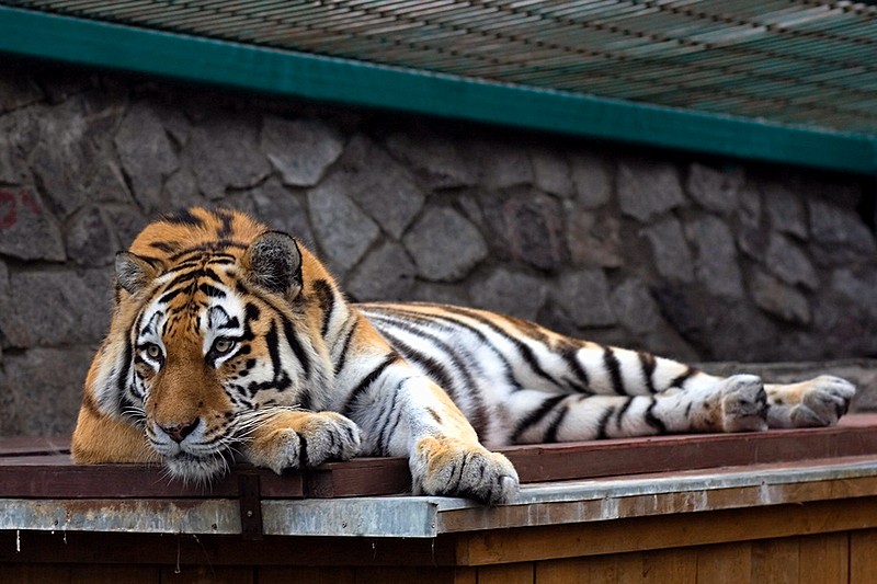 Tiger at Leningrad Zoo in Saint-Petersburg, Russia