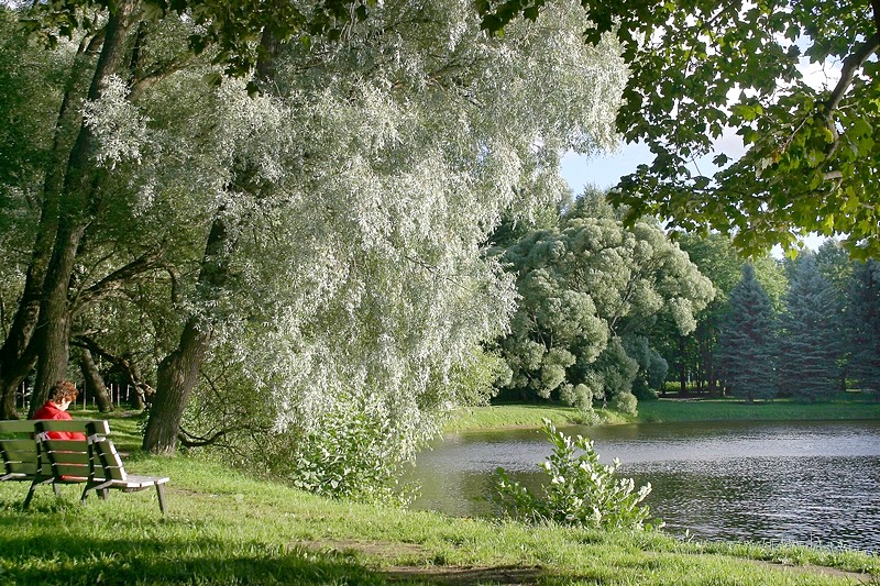 Rich greenery at Primorskiy (Maritime) Victory Park in St Petersburg, Russia