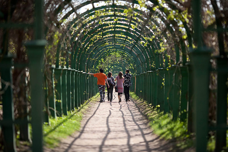 Shadowy Trellis in the Upper Garden in Peterhof, west of Saint-Petersburg, Russia