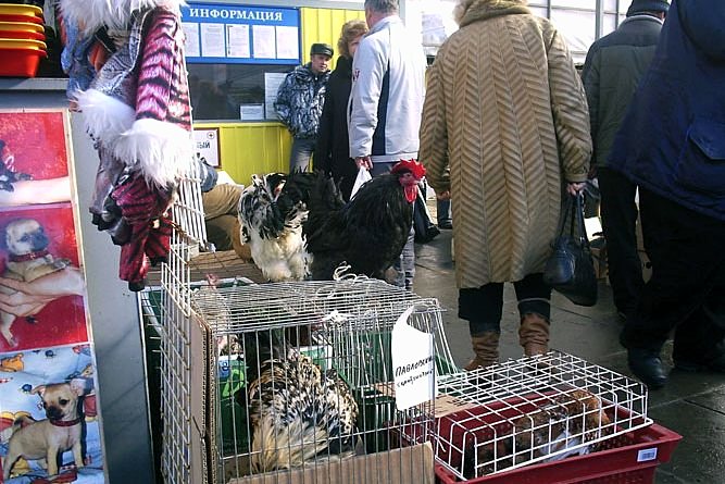 Polyustrovsky Market in St. Petersburg, Russia Polyustrovsky Market in St. Petersburg, Russia