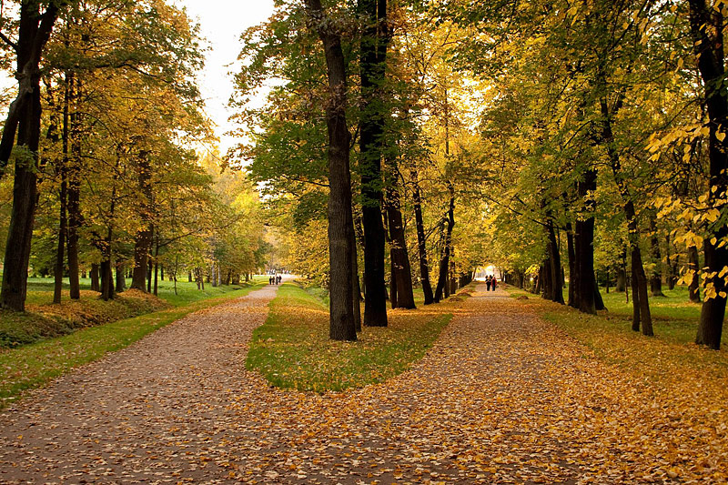 Fall foliage in Peterhof, west of Saint-Petersburg, Russia